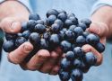 Tìm hiểu phân hạng Cru trong rượu vang Pháp: Premier Cru, Grand Cru, Grand Vin và Réserve