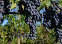Ngôi sao không chính thức của rượu vang Ý: Super Tuscan