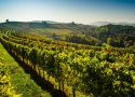 Rượu vang Ý với bí mật từ vùng Rượu vang Puglia