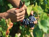 Rượu vang Ý hay rượu vang Pháp được ưu chuộng nhất thế giới?