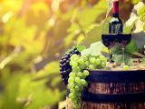 Tìm hiểu về giống nho Raboso sản xuất rượu vang Ý