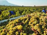 Rượu vang Ý nhập khẩu phân phối chính hãng