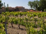 Rượu vang Tây Ban Nha: Phân hạng mới cho rượu vang Rioja
