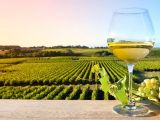 So sánh khái niệm Terroir trong rượu vang Pháp và rượu vang California