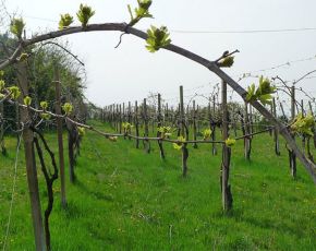 Khám phá rượu vang Ý vùng Veneto nổi tiếng khắp thế giới